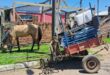 Defesa Ambiental recolhe cavalo utilizado para tracionar carroça
